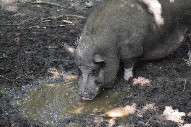 预选赛的激 预选赛的激